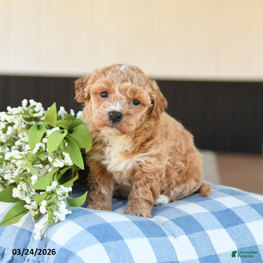Mini Goldendoodle dogs for sale: Lily - Ad 1