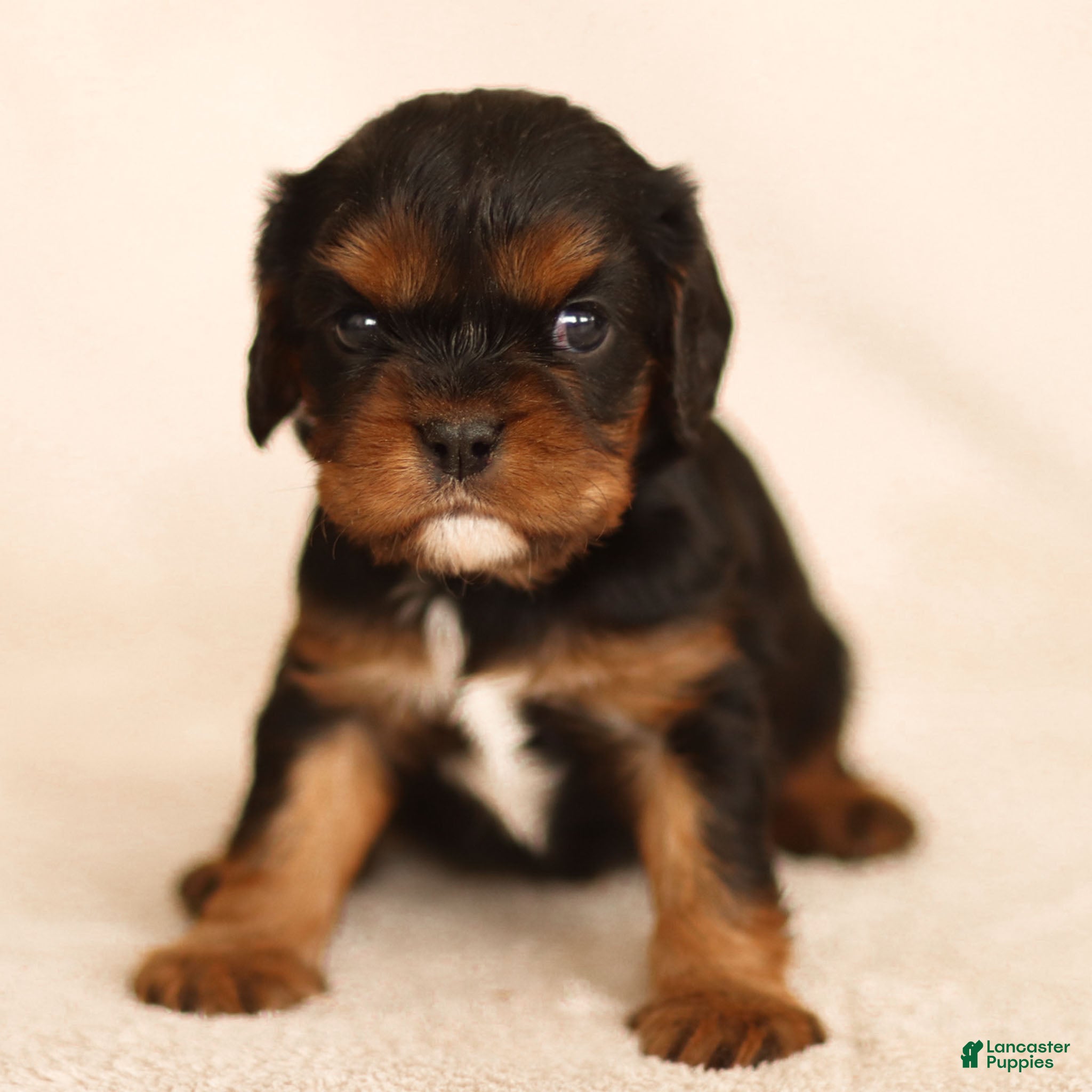 Cavalier King Charles Spaniel dogs Rhys - Ad 12