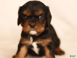 Cavalier King Charles Spaniel dogs Rhys - Ad 12