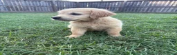 Golden Retriever dogs for sale: Flynn Rider - Ad 4