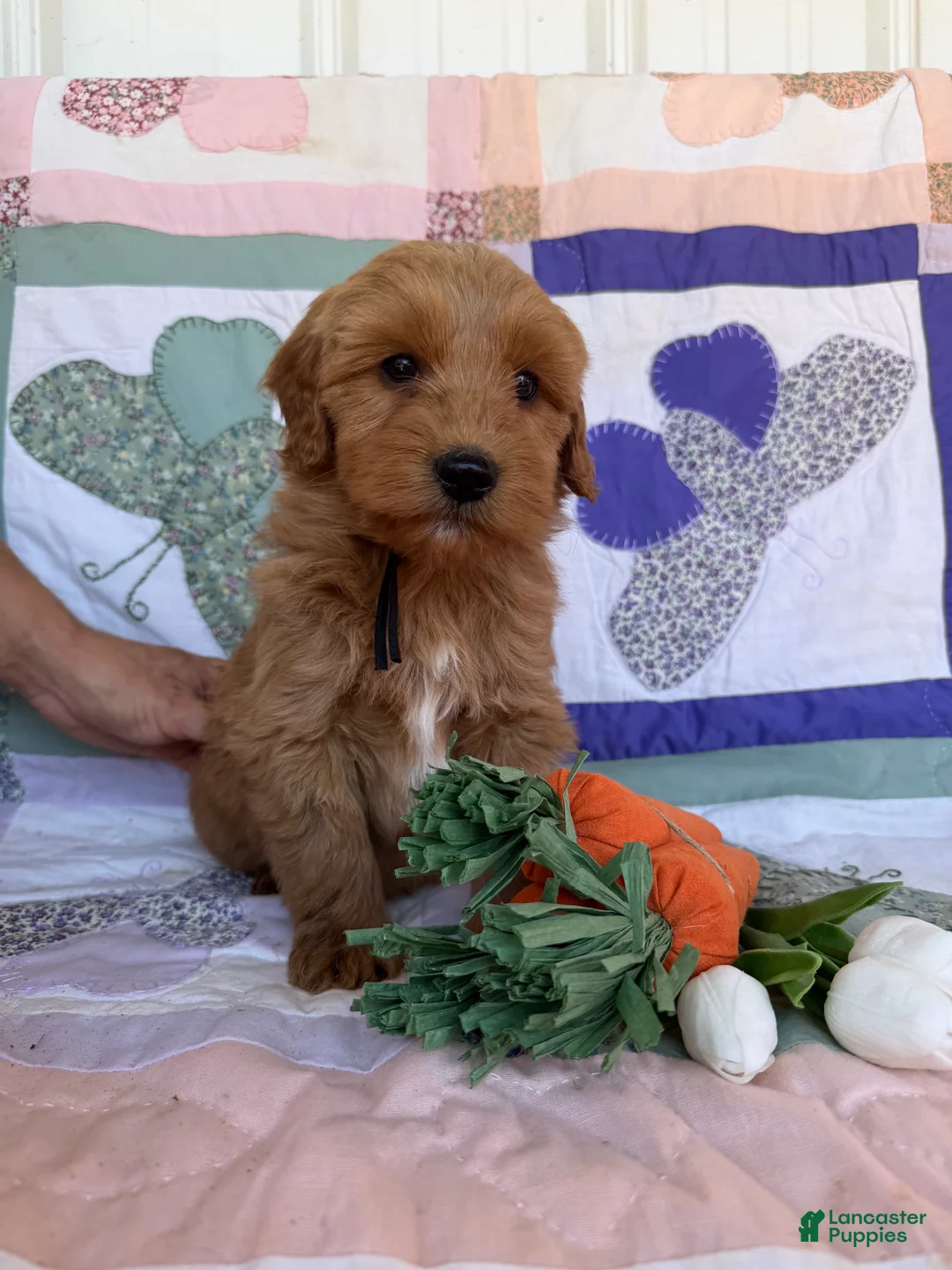 Mini Goldendoodle dogs for sale: Mini Goldendoodle Puppy 3 - Ad 2