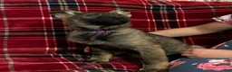 German Shepherd dogs for sale: Willow/Cody Teal - Ad 6