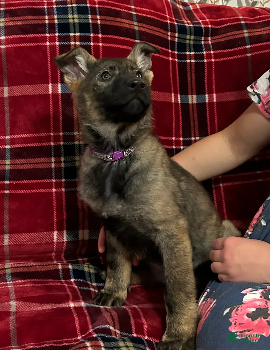 German Shepherd dogs for sale: Willow/Cody Teal - Ad 6