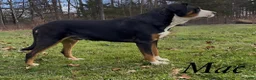 Greater Swiss Mountain Dog dogs for sale: AKC Tybalt - Ad 5
