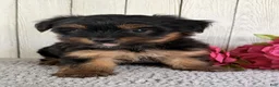 Yorkshire Terrier dogs for sale: Freya - Ad 5
