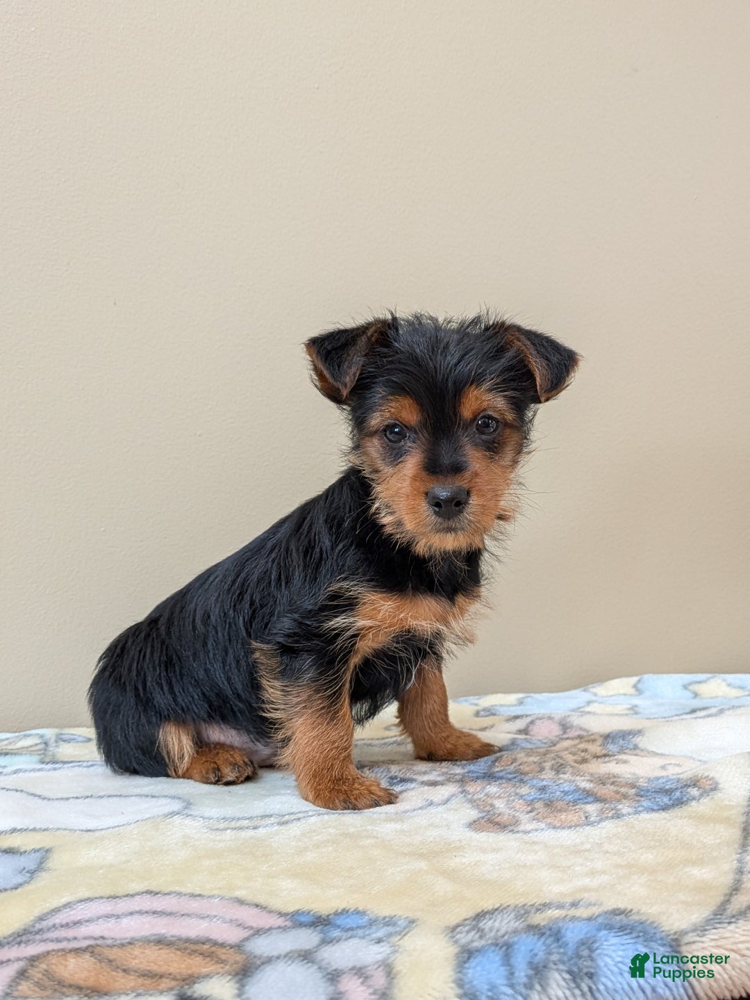 Yorkshire Terrier dogs for sale: Cain - Ad 1