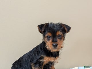 Yorkshire Terrier dogs Cain - Ad 25