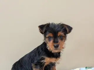 Yorkshire Terrier dogs Cain - Ad 11