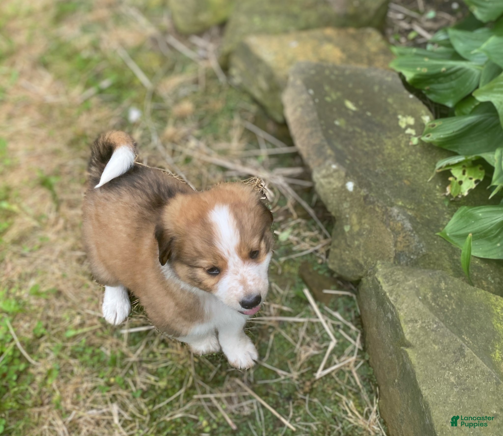 Mixed Breed dogs for sale: ♥️HAPPY GIRL HEIDI♥️ - Ad 8