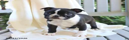 Boston Terrier dogs for sale: Cooper - Ad 5