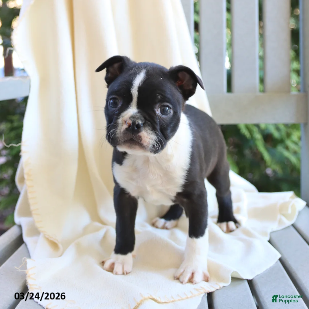 Boston Terrier dogs for sale: Cooper - Ad 5