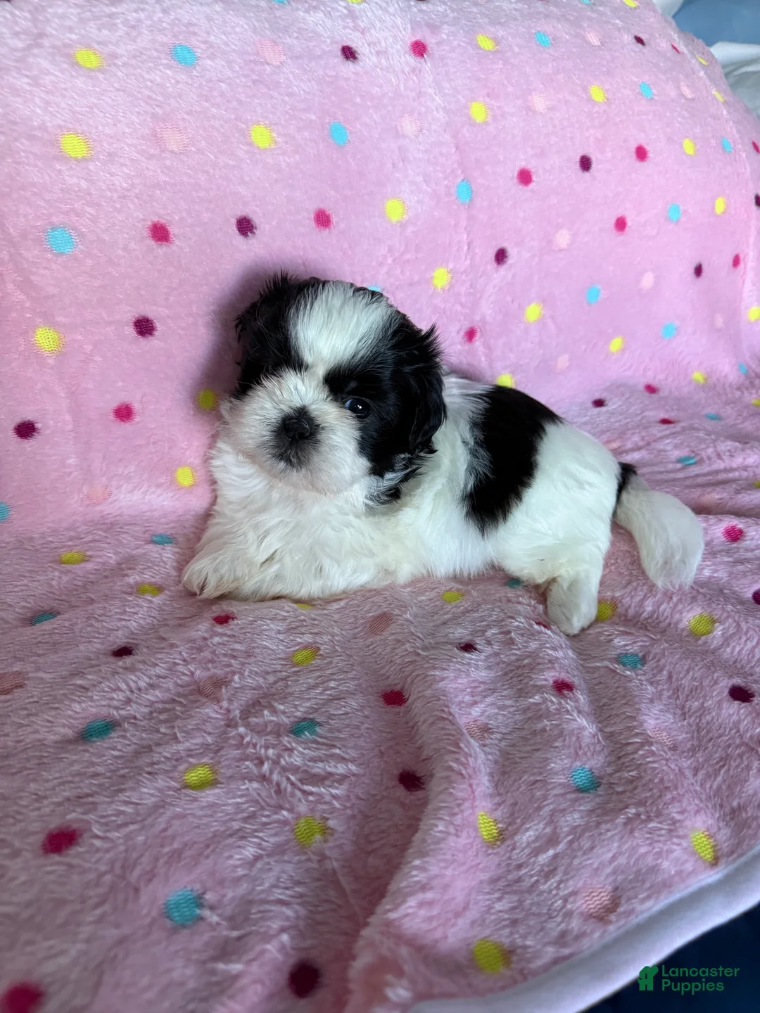 Shih Tzu dogs for sale: Shih Tzu Puppy 1 - Ad 1