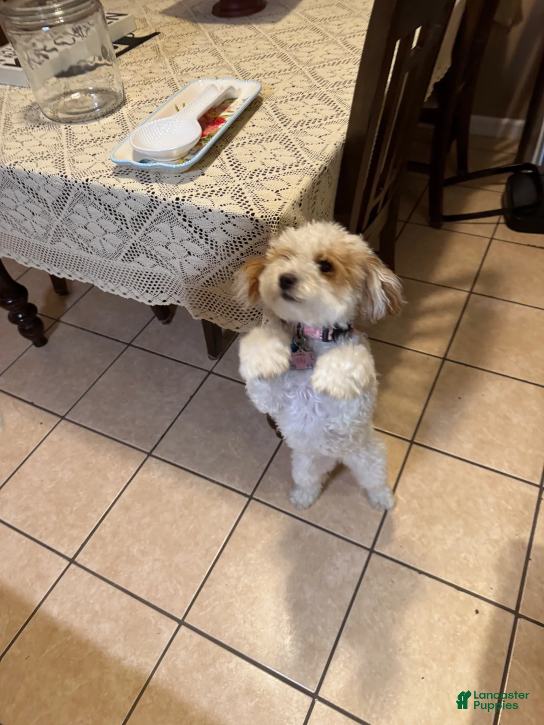 Mini Goldendoodle dogs for sale: Mini Goldendoodle Puppy 1 - Ad 12