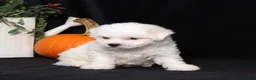 Bichon Frise dogs for sale: Lady - Ad 5