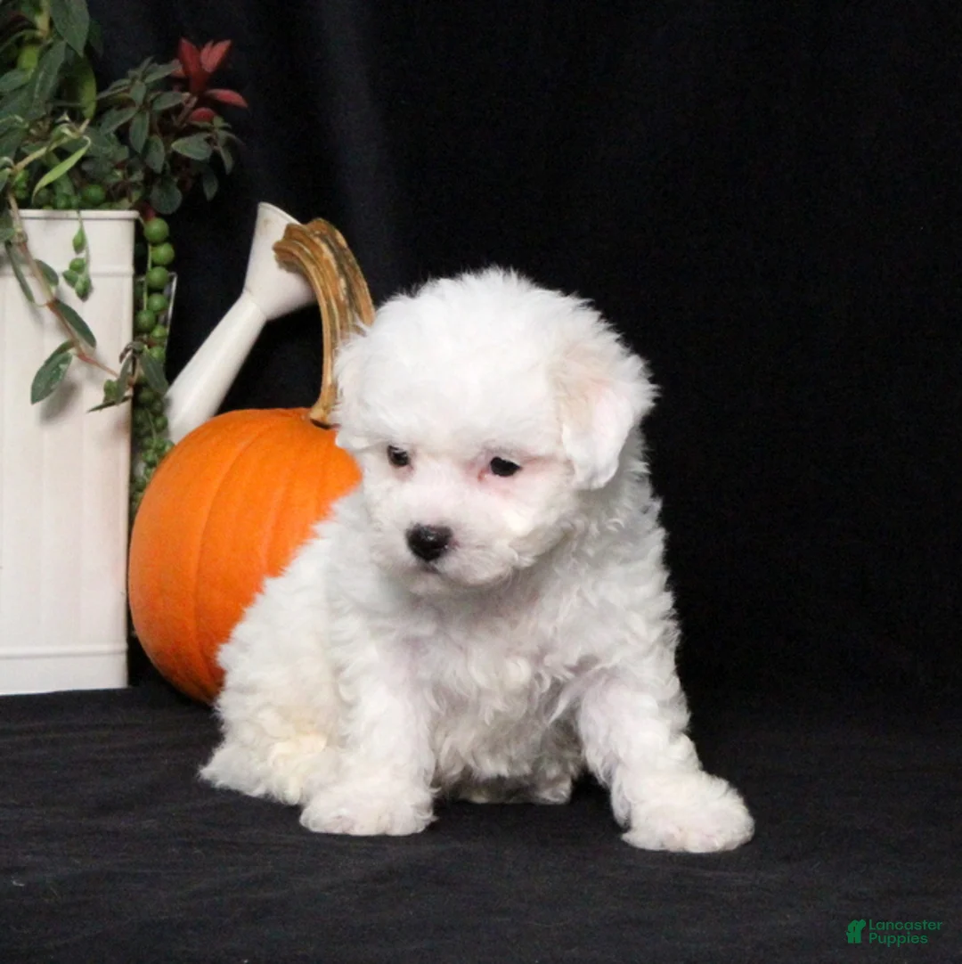 Bichon Frise dogs for sale: Lady - Ad 5