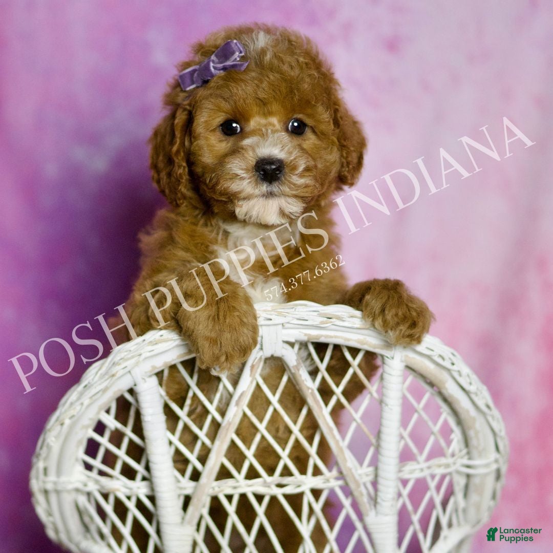 Mini Goldendoodle dogs Polly - Ad 6