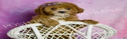 Mini Goldendoodle dogs for sale: Polly - Ad 1