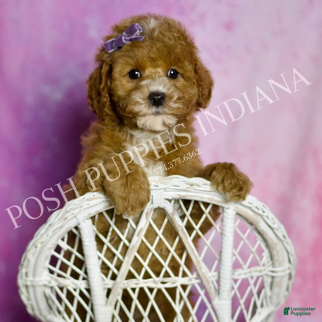 Mini Goldendoodle dogs for sale: Polly - Ad 1