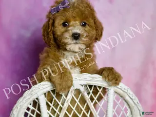Mini Goldendoodle dogs Polly - Ad 6