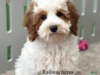 Mini Goldendoodle dogs Gunner - Ad 12