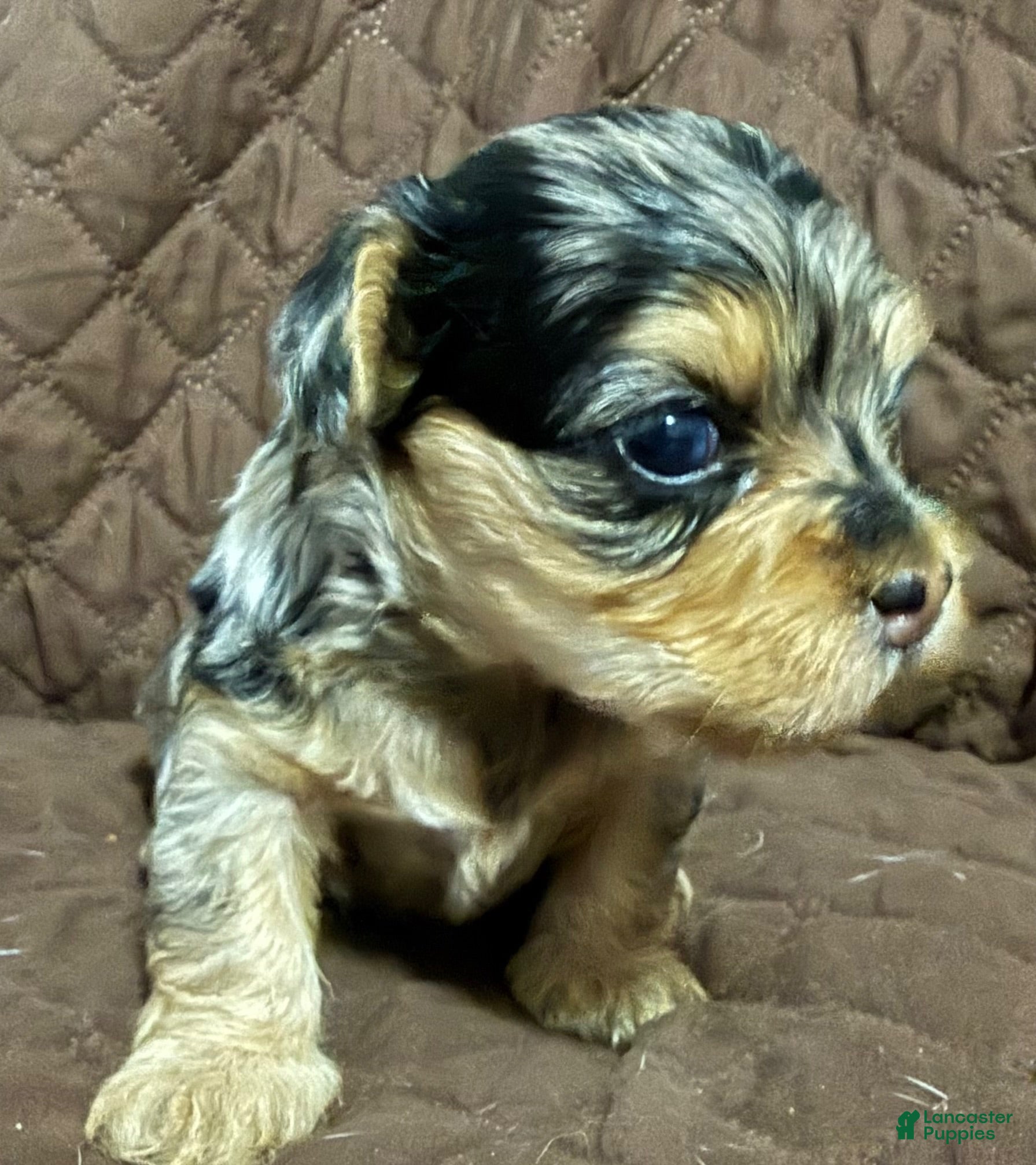 Mixed Breed dogs Louie (adopted name) - Ad 2