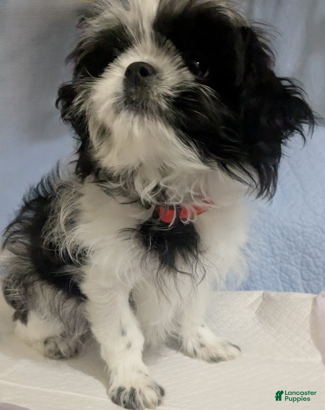 Shih Tzu dogs for sale: Serafina AKC Imperial Shih Tzu - Ad 5