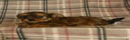 Morkie dogs for sale: Zelda - Ad 3
