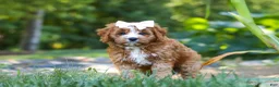Cavapoo dogs for sale: Liberty - Ad 4