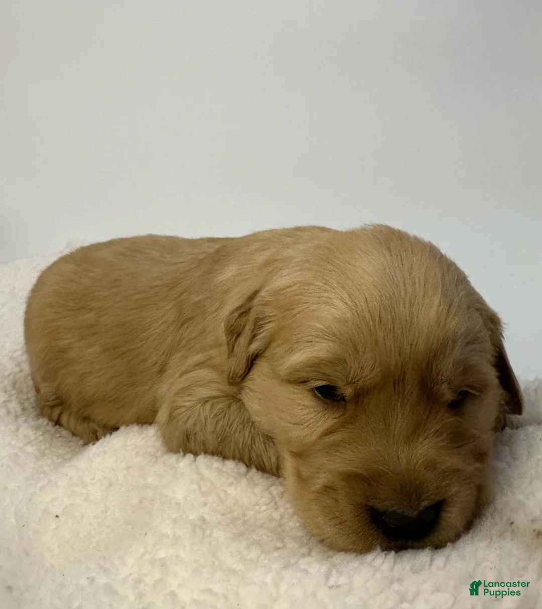 Golden Retriever dogs for sale: Boy 3 - Ad 3