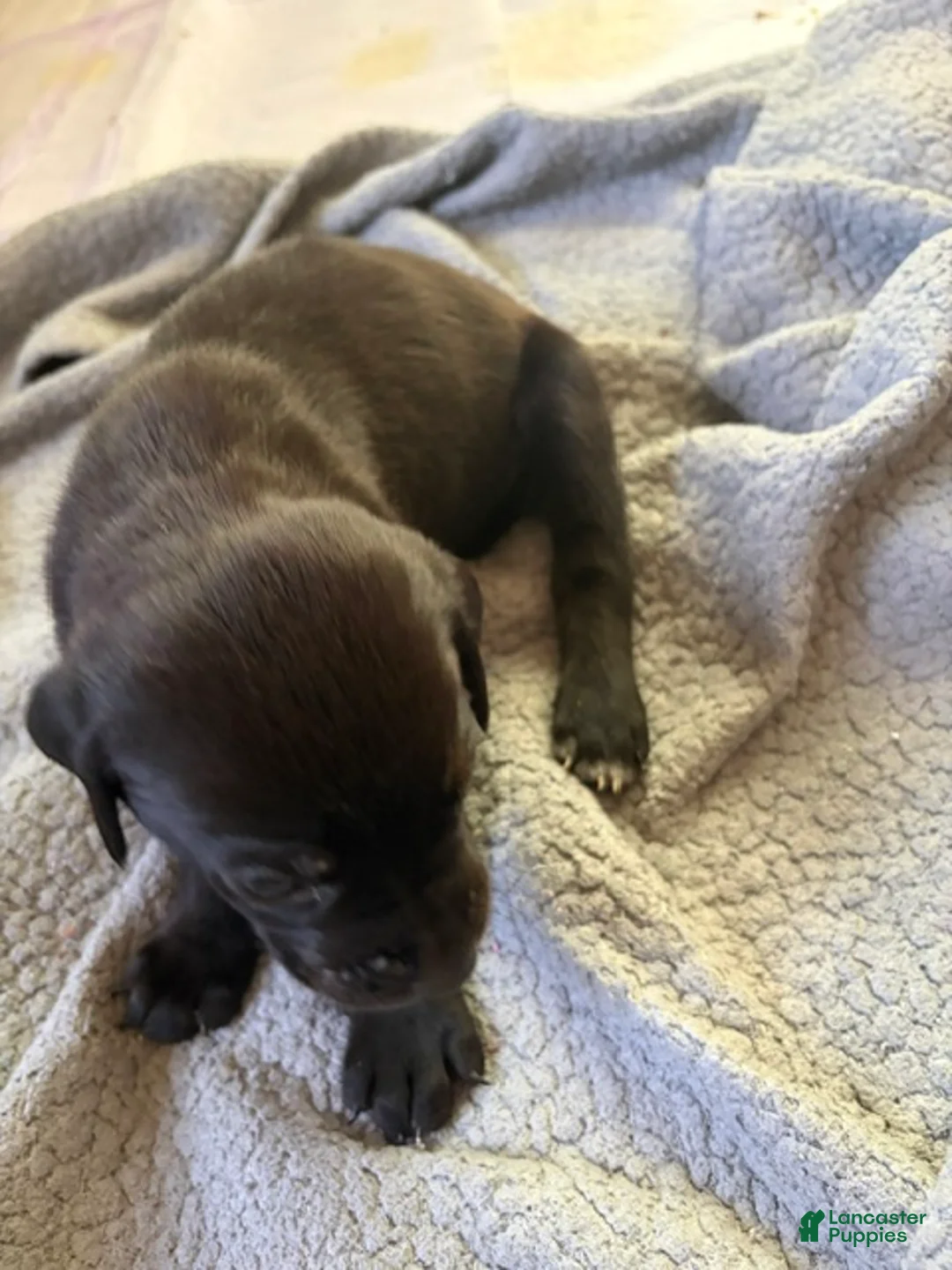 Catahoula Leopard Dog dogs for sale: Tanker - Ad 2