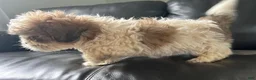 Teddy Bear dogs for sale: Teddy Bear Puppy 1 - Ad 4