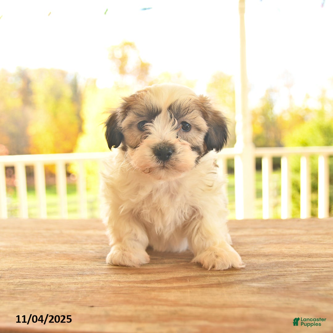 Teddy Bear dogs for sale: Benny - Ad 9