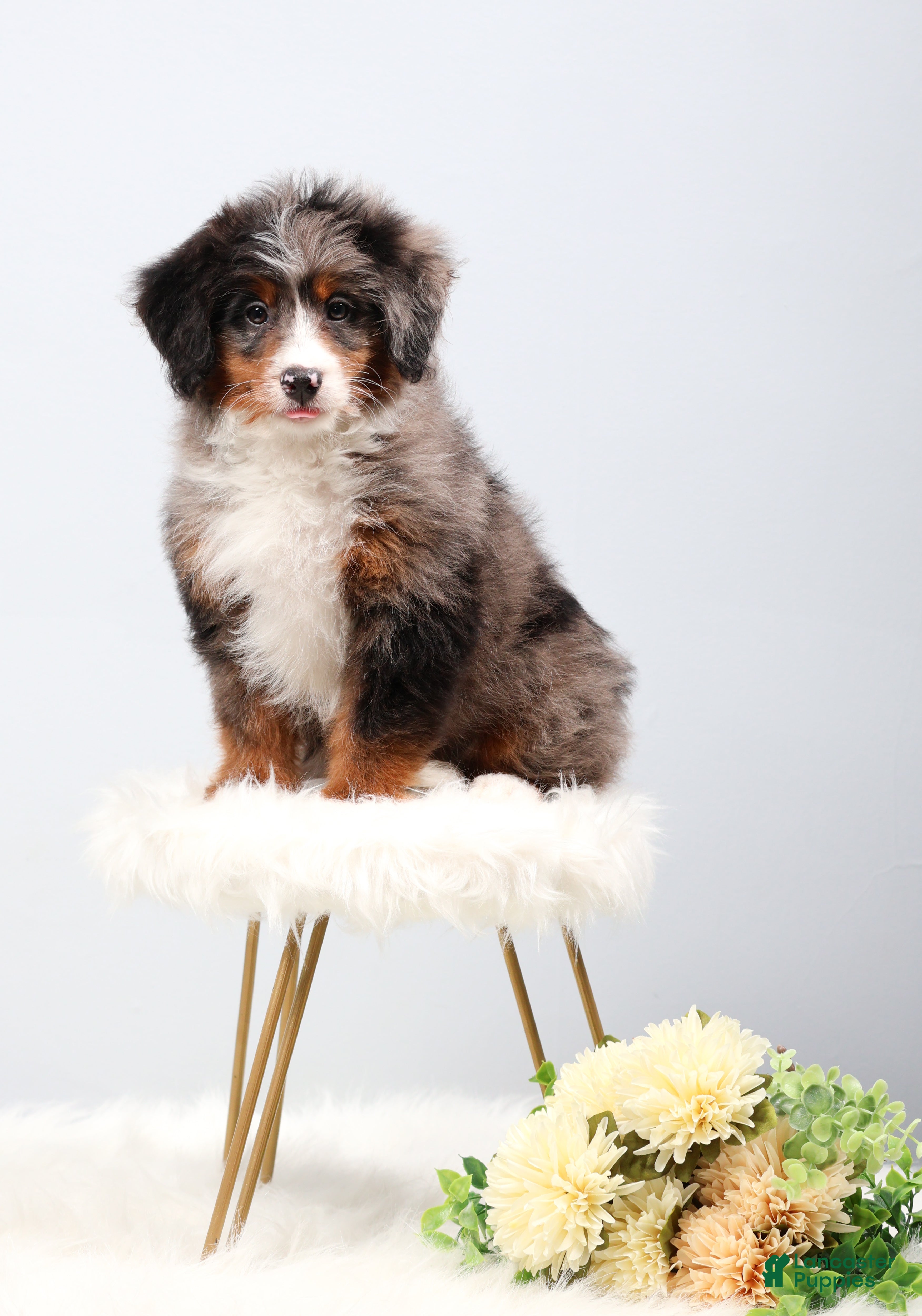 Mini Bernedoodle dogs Cherish  - Ad 1
