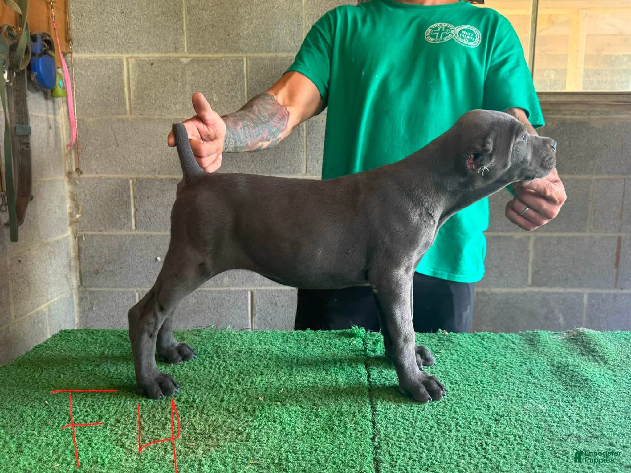 Cane Corso dogs Cane Corso 2 - Ad 17