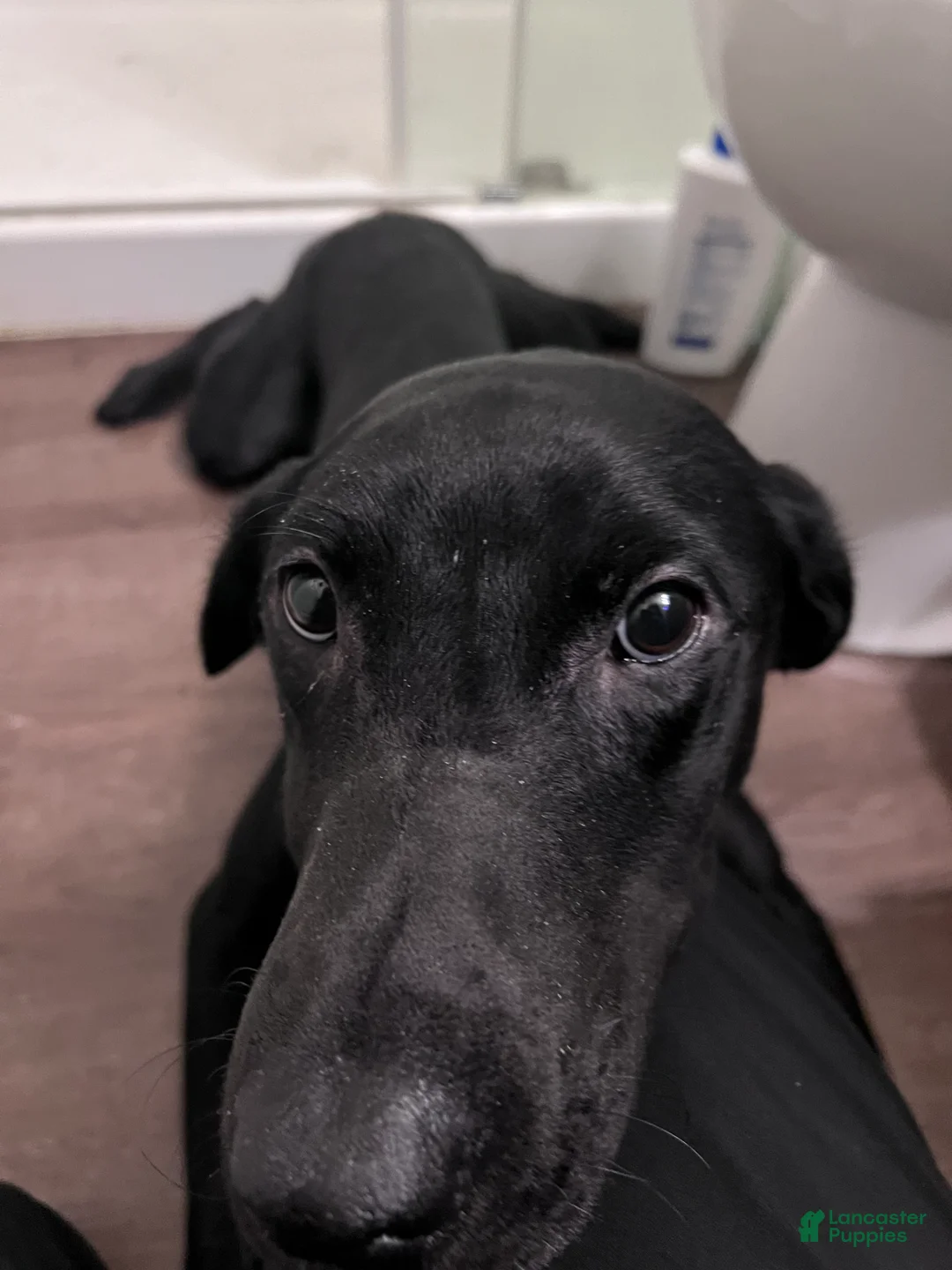 Labrador Retriever dogs for sale: Labrador Retriever Puppy 1 - Ad 1