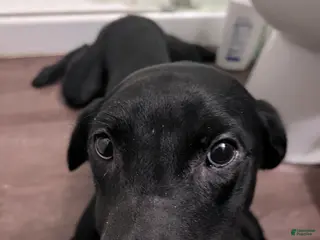 Labrador Retriever dogs Labrador Retriever Puppy 1 - Ad 5