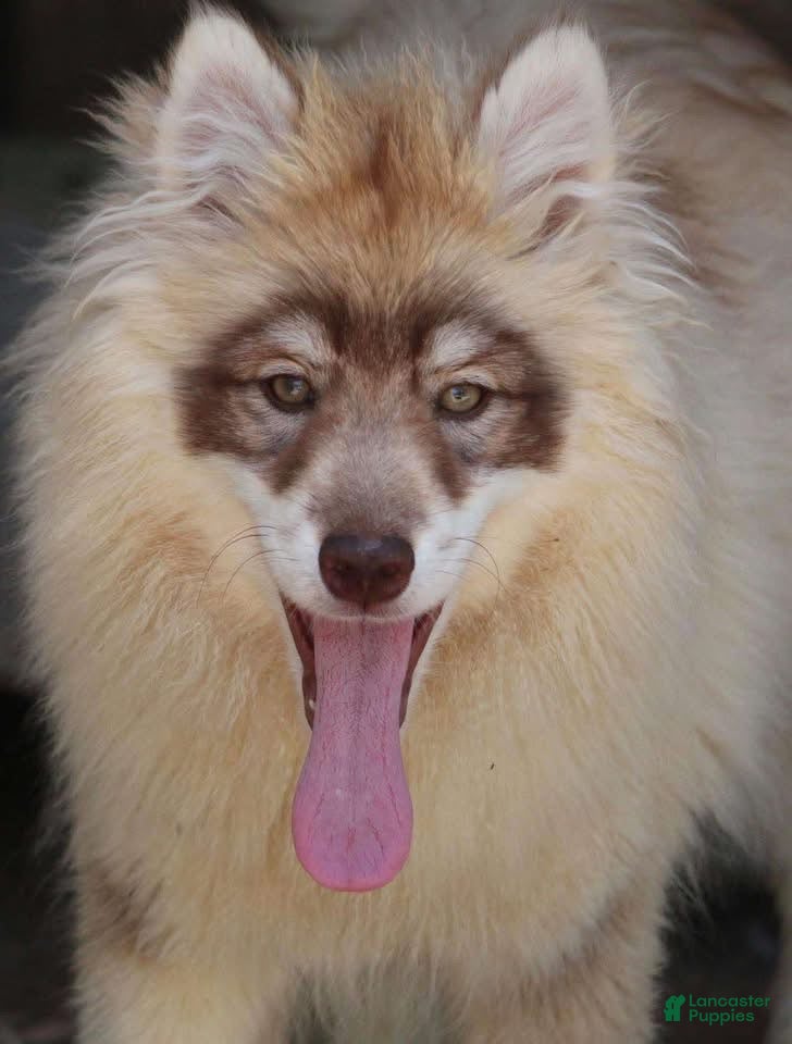 Pomsky dogs Josee  - Ad 9