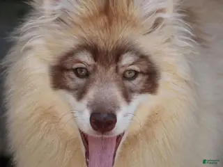 Pomsky dogs Josee - Ad 9