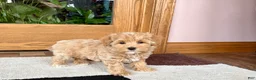 Havapoo dogs for sale: Havapoo Puppy 1 - Ad 7