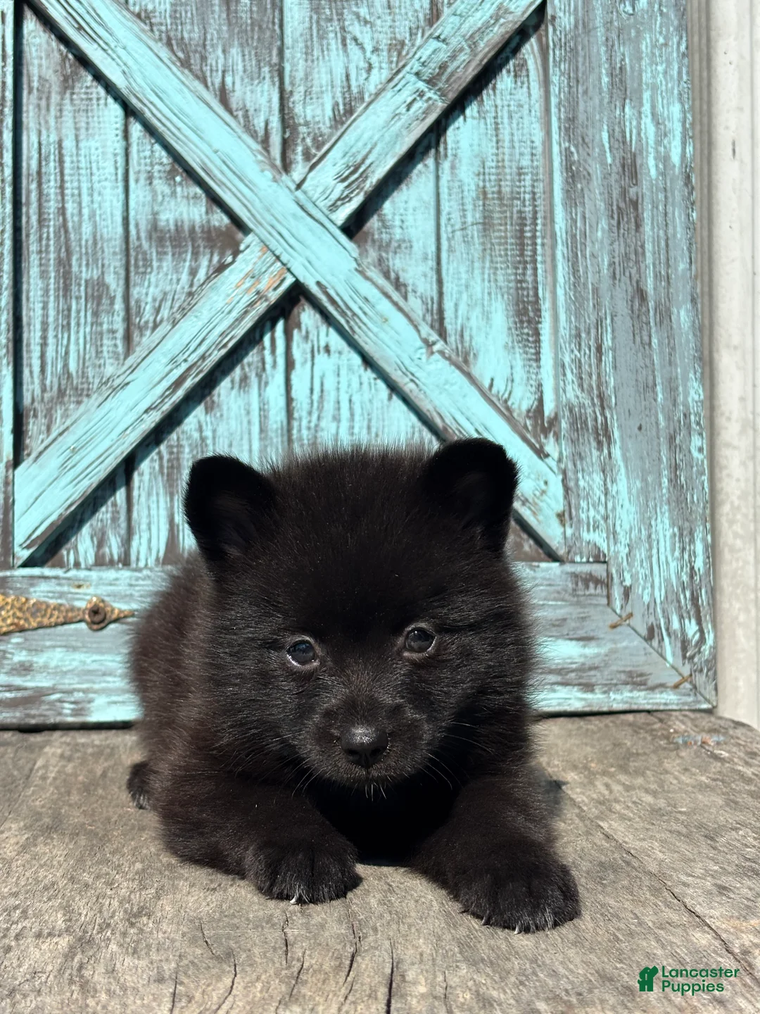 Pomsky dogs for sale: Gail - Ad 3