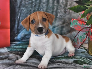 Jack Russell Terrier dogs Max - Ad 2