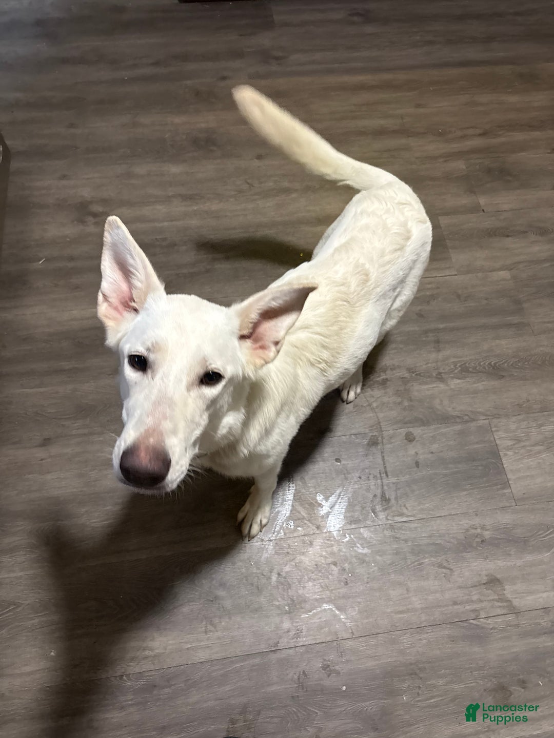 German Shepherd dogs for sale: German Shepherd Puppy 4 - Ad 2