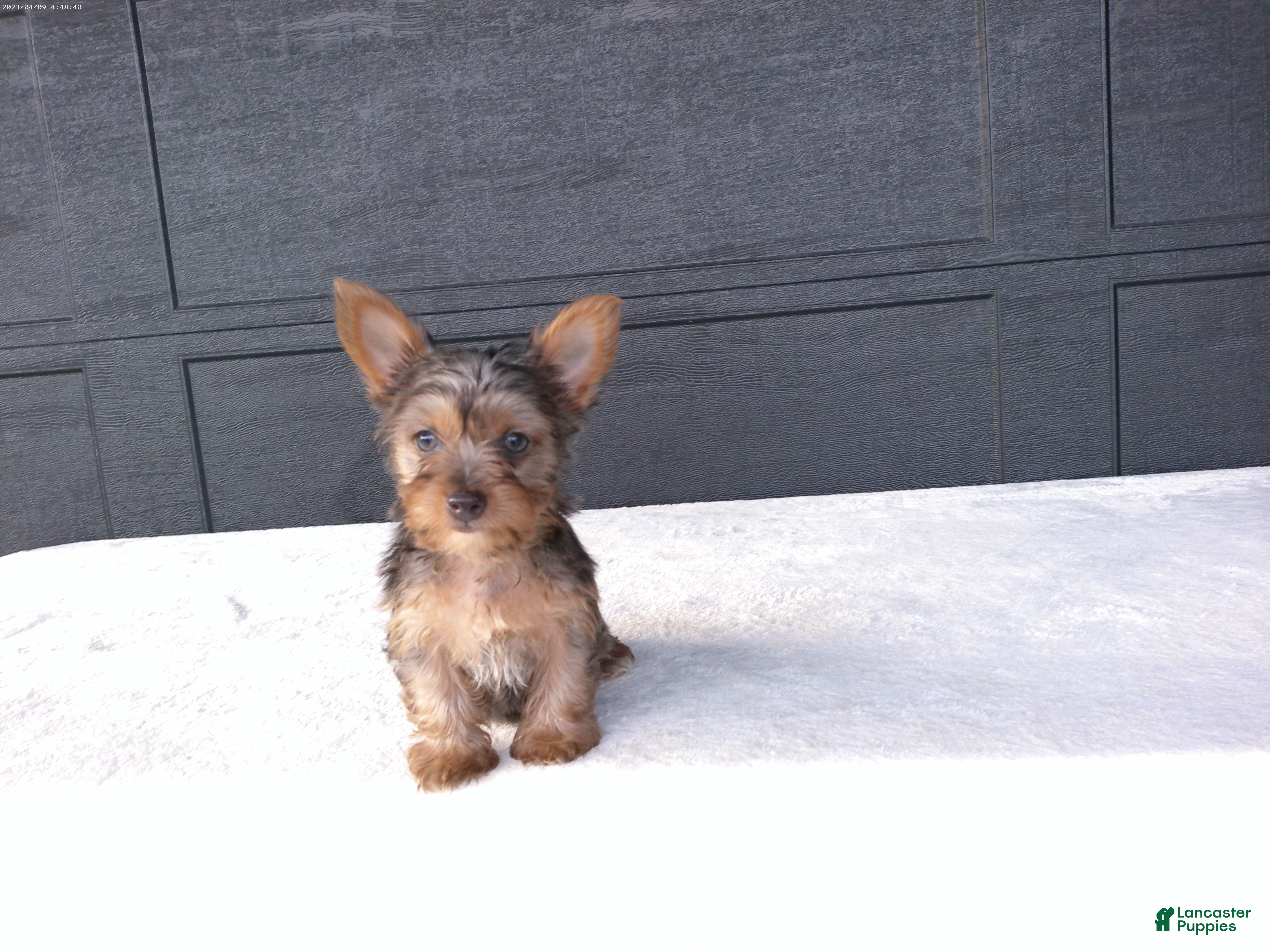 Yorkshire Terrier dogs Chloe - Ad 1