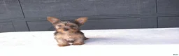Yorkshire Terrier dogs for sale: Chloe - Ad 5