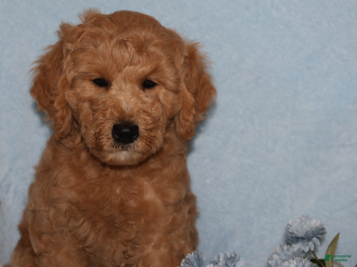Mini Goldendoodle dogs Sweet Harper - Ad 2