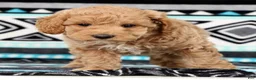 Cockapoo dogs for sale: Katie - Ad 6