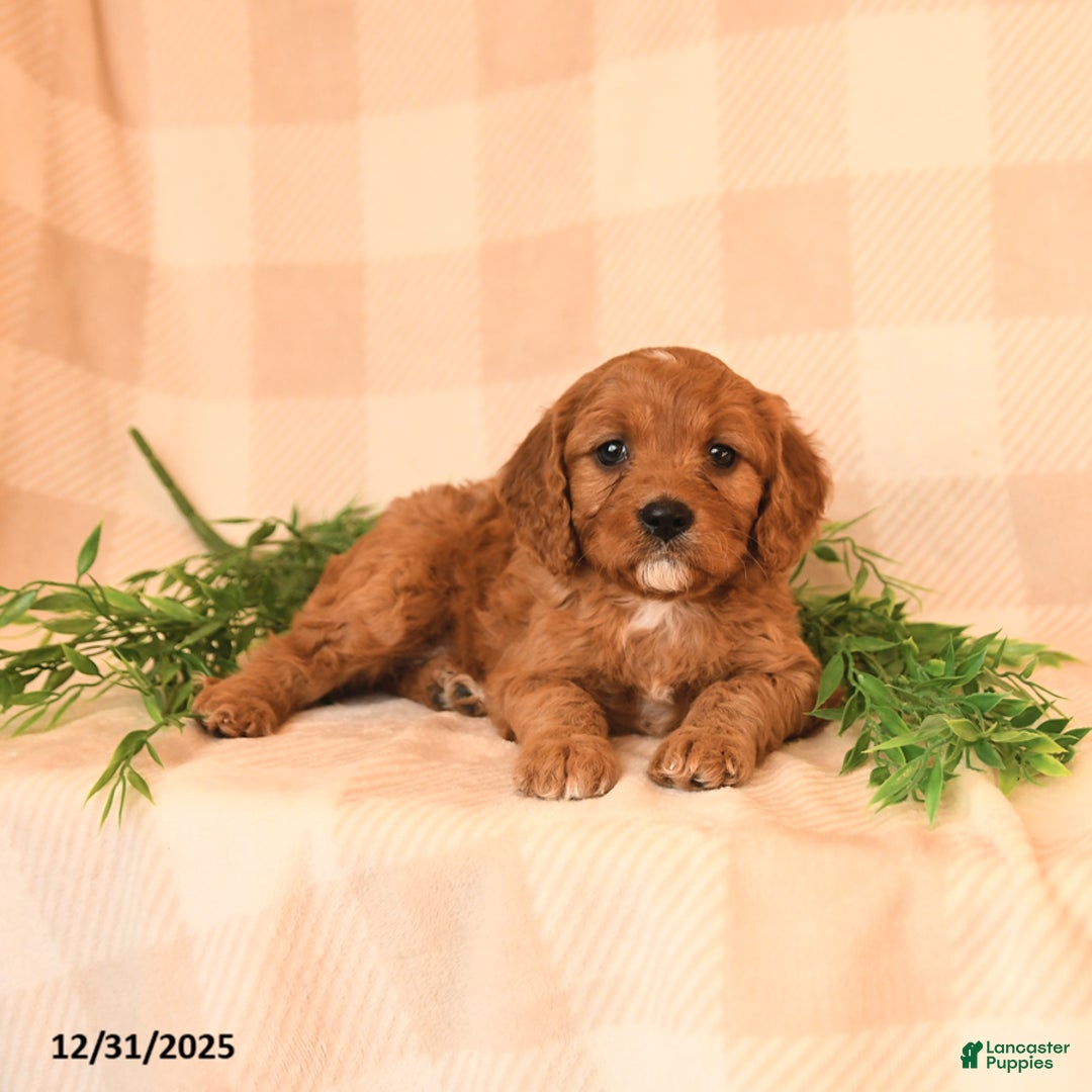 Cavapoo dogs for sale: Cristy  - Ad 3