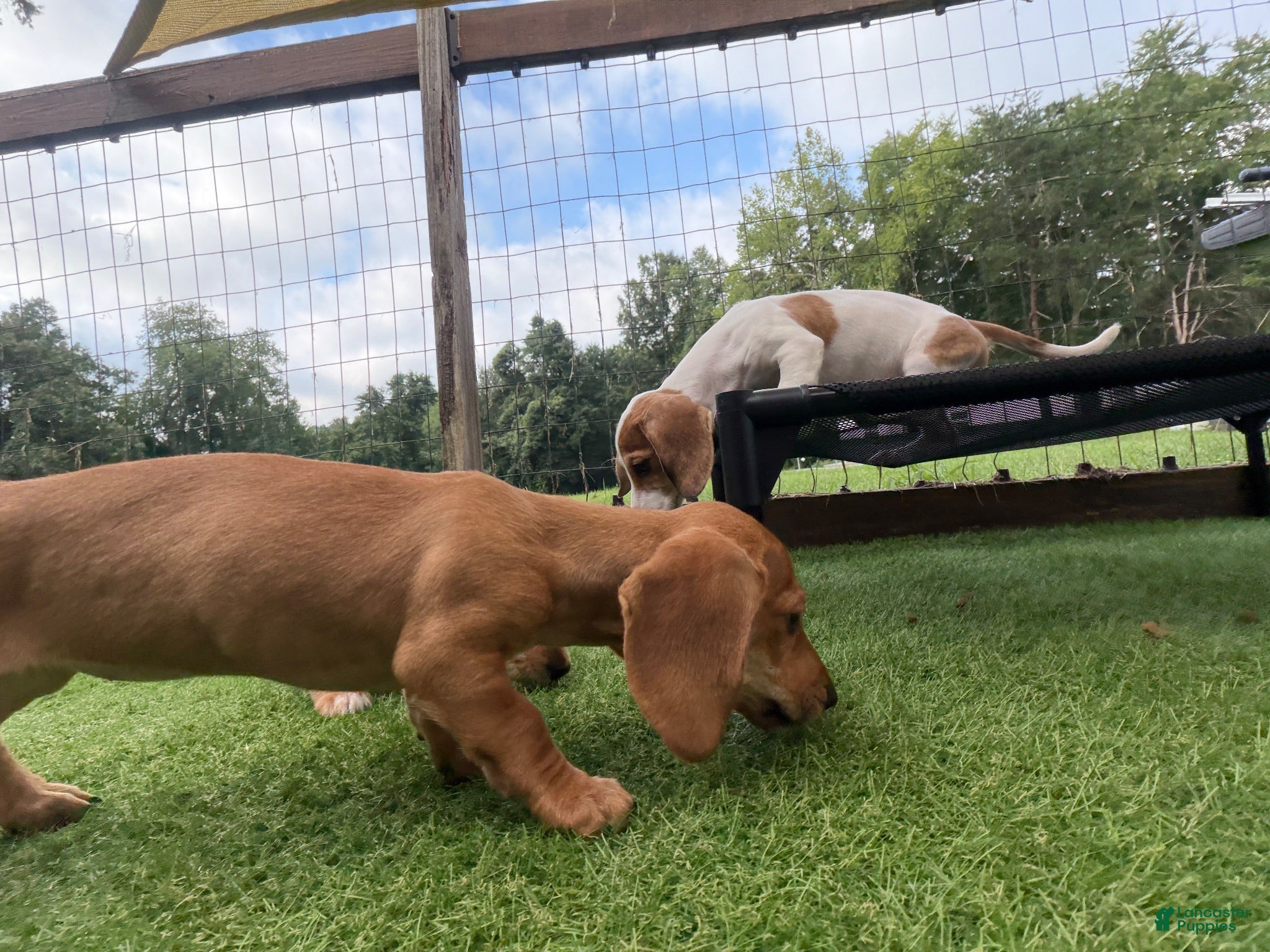 Miniature Dachshund dogs Miniature Dachshund 1 - Ad 1