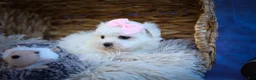 Maltese dogs for sale: Maribel🌸 - Ad 18