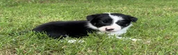 Border Collie dogs for sale: Smooth Girl - Ad 1
